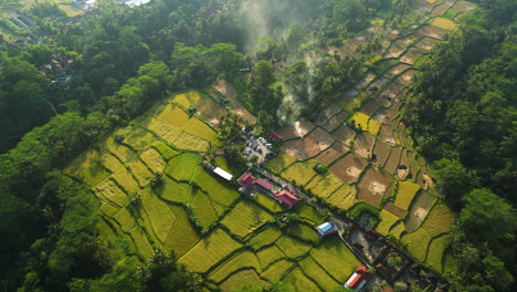 aerial top down of asian rice field plantation in ubud during golden sunset located on hilltop - drone establishing shot