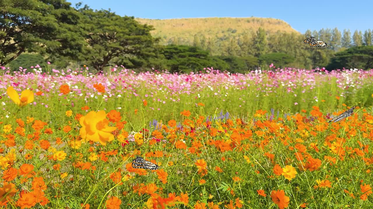 Butterflies gracefully flutter over a colorful meadow, showcasing dynamic movement and vibrant hues under a clear blue sky