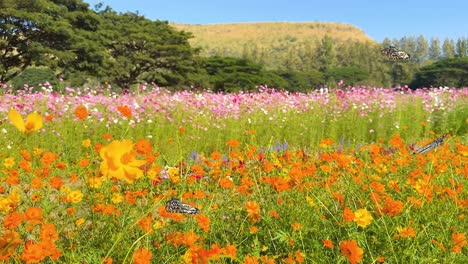 butterflies gracefully flutter over a colorful meadow, showcasing dynamic movement and vibrant hues under a clear blue sky