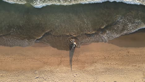 A-large-piece-of-driftwood-stranded-on-Ventanas-beach-near-Tamarindo,-Costa-Rica