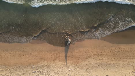 un gran trozo de madera flotante varado en la playa de ventanas cerca de tamarindo, costa rica