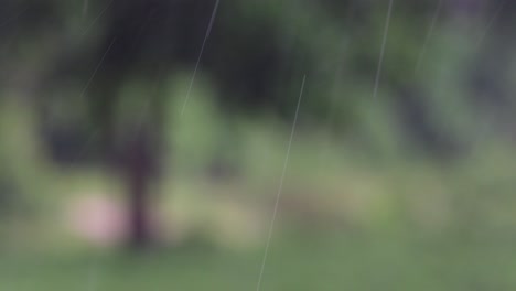 rain comes in the jungle anytime and one must enjoy the most out of it