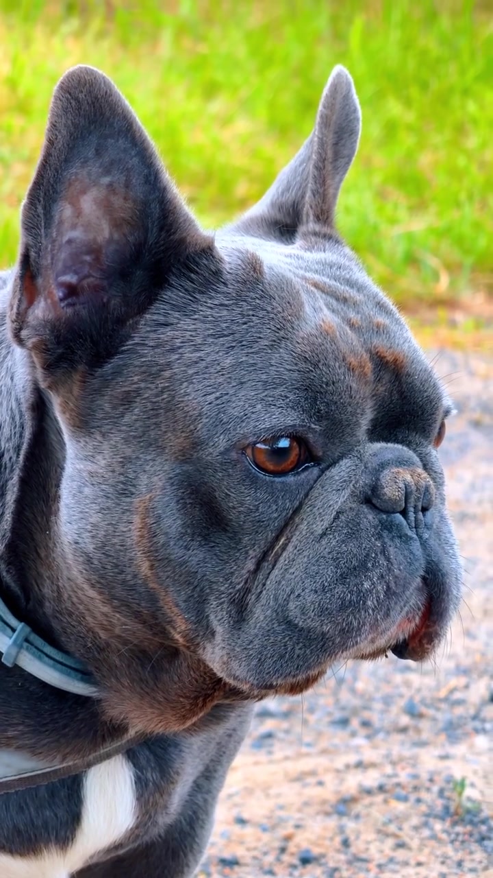 Ritratto ravvicinato di un bulldog francese blu all'aperto. Cane di razza grigio con occhi marroni che guarda avanti su uno sfondo verde sfocato