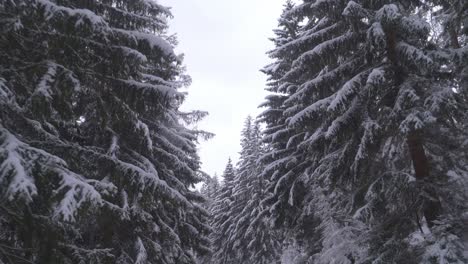 POV-car-ride-on-snowy-road-between-snow-covered-trees-in-frosty-forest-on-a-cold,-winter-day---FPV,-drivers-point-of-view