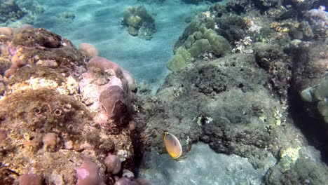 Pair-of-Melon-butterflyfish-gliding-over-coral-reef-while-snorkelling-in-the-crystal-clear-sea-waters-of-Pulau-Menjangan-island,-Bali,-Indonesia