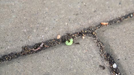 ants carrying a caterpillar on the pavement