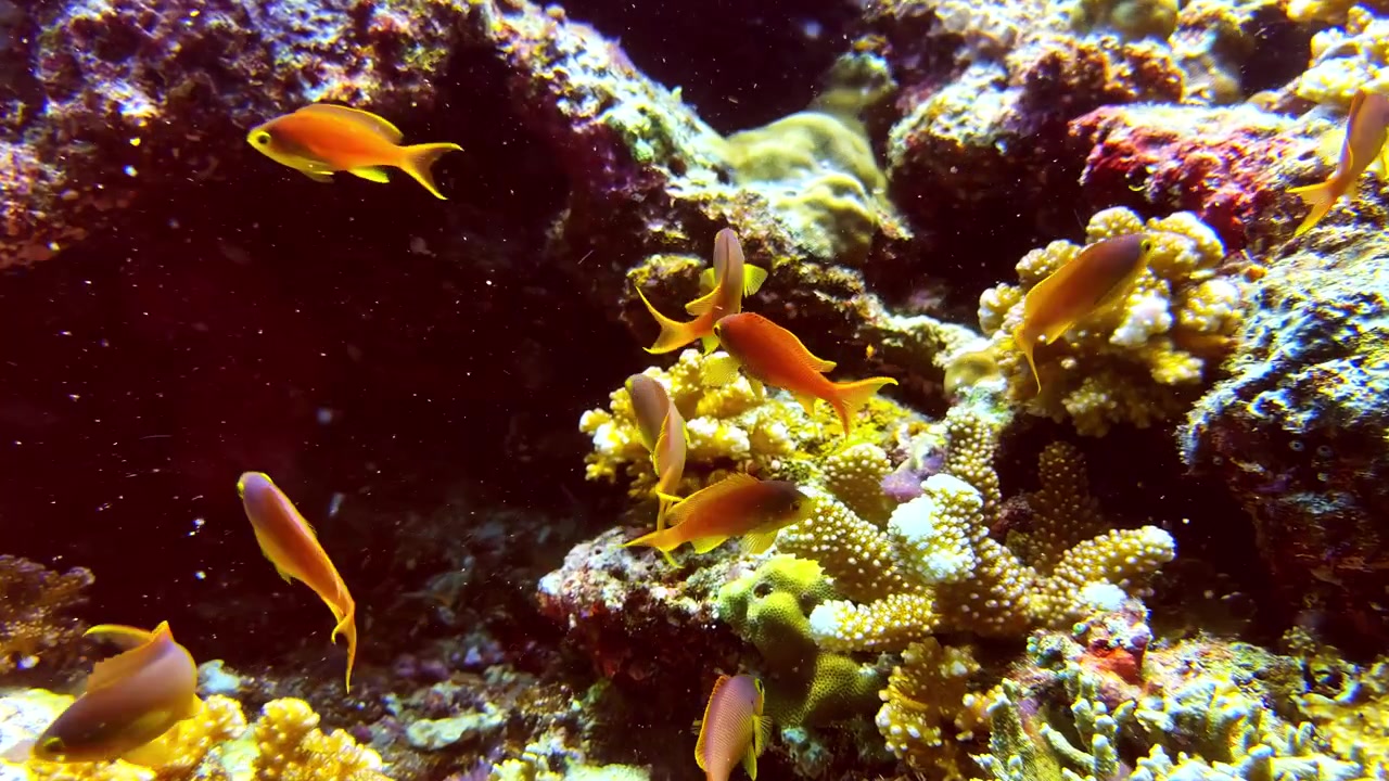 Pesci tropicali di colore arancione brillante e rossastro nuotano intorno a intricate formazioni coralline e scure fessure della barriera corallina.
