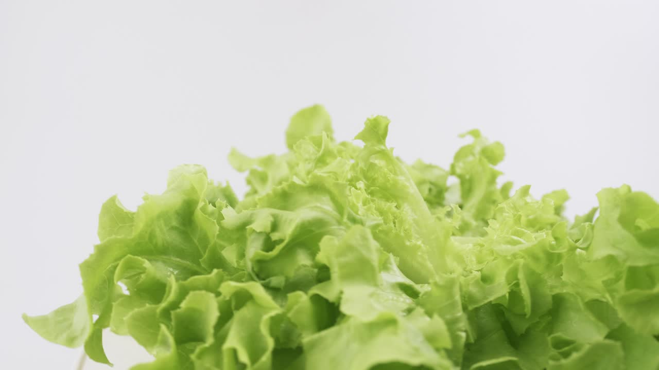 la lechuga fresca de roble verde plantada al estilo hidropónico está bellamente colocada y gira lentamente