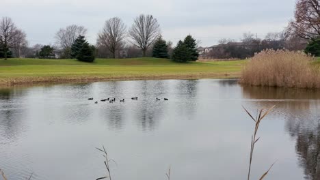 Enten-Schwimmen-An-Einem-Schönen-Bewölkten-Tag-Im-See