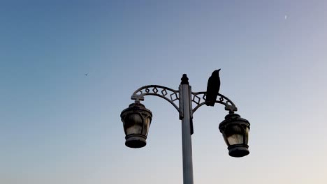 Black-crow-sitting-on-a-street-lamp-in-sunset-with-the-blue-sky