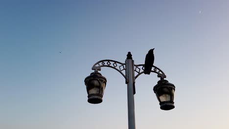 Cuervo-Negro-Sentado-En-Una-Farola-Al-Atardecer-Con-El-Cielo-Azul