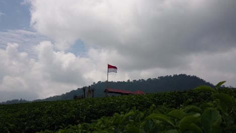 red and white indonesian flag waving on the hill at the tea plantations