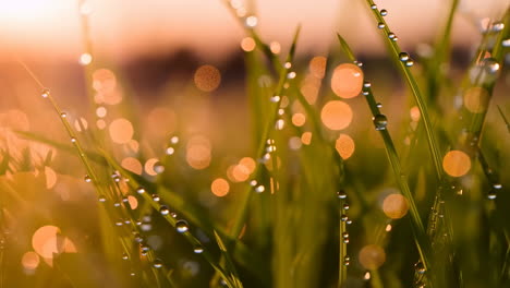 close-up of grass with dew drops at sunrise