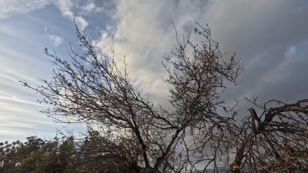 Windswept branches of bare trees stretch across a fast-moving cloudy sky, capturing raw nature and the passage of time.