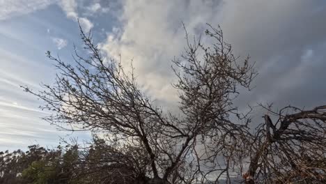 windswept branches of bare trees stretch across a fast-moving cloudy sky, capturing raw nature and the passage of time.
