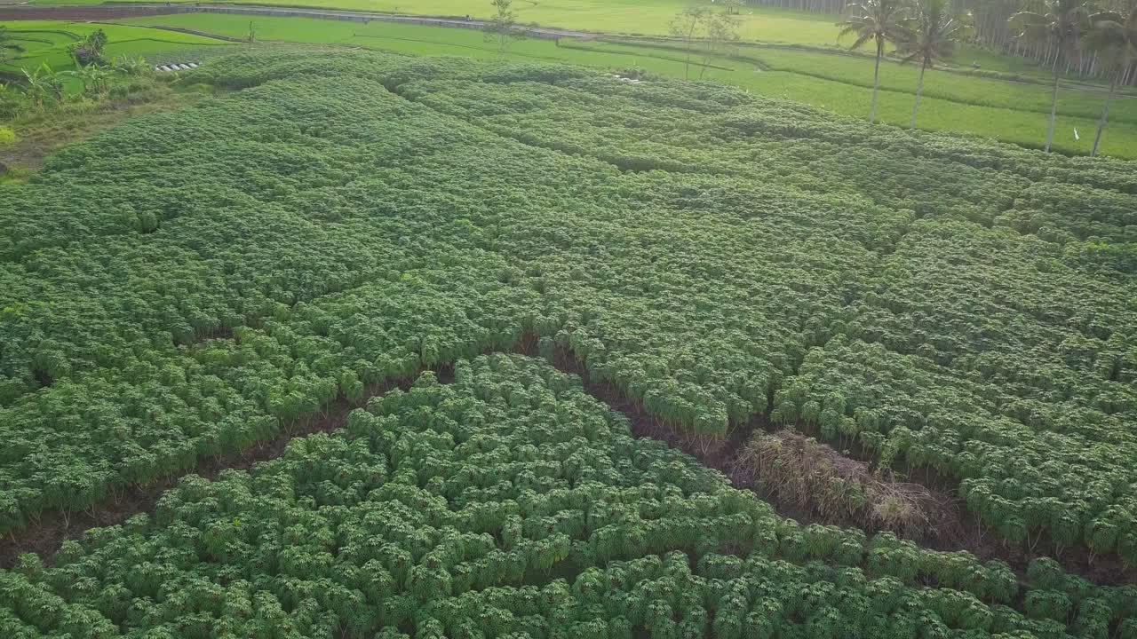 Drone video of dense CASSAVA plants in plantation