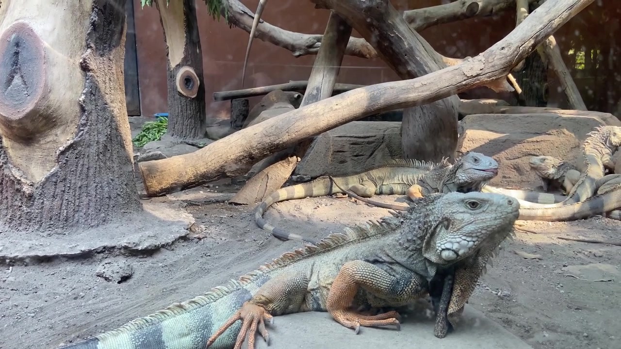 Gruppo di iguane verdi che riposano in un recinto naturalistico.
