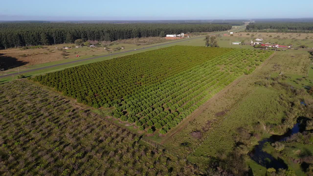 Aerial View of a Vast Orange Grove