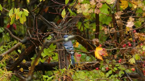 camera capturing a bluish grey bird looking for insects on the tree trunk on a rainy day