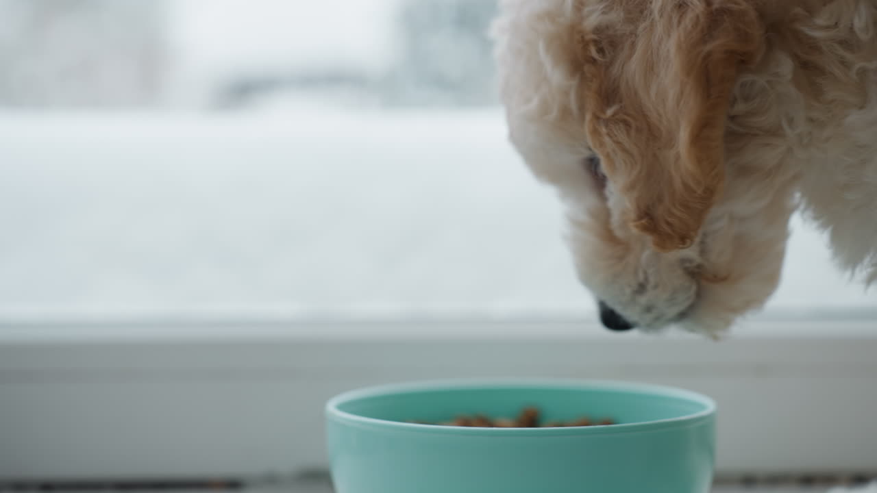 Close up of chow chow puppy eating from dog bowl by snowy window on tiled floor with soft natural light highlighting cream fur in cozy kitchen morning winter scene pet care moment