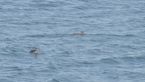 Two ducks glide peacefully on calm ocean waves in daylight, wide shot, tranquil atmosphere