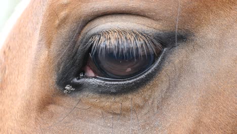 close up view of the eye of a beautiful brown horse. equine eye blinking