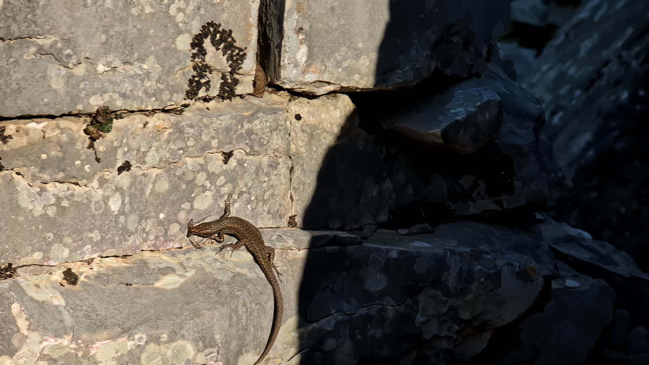 lagarto trepando por la pared de piedra y atrapando insectos