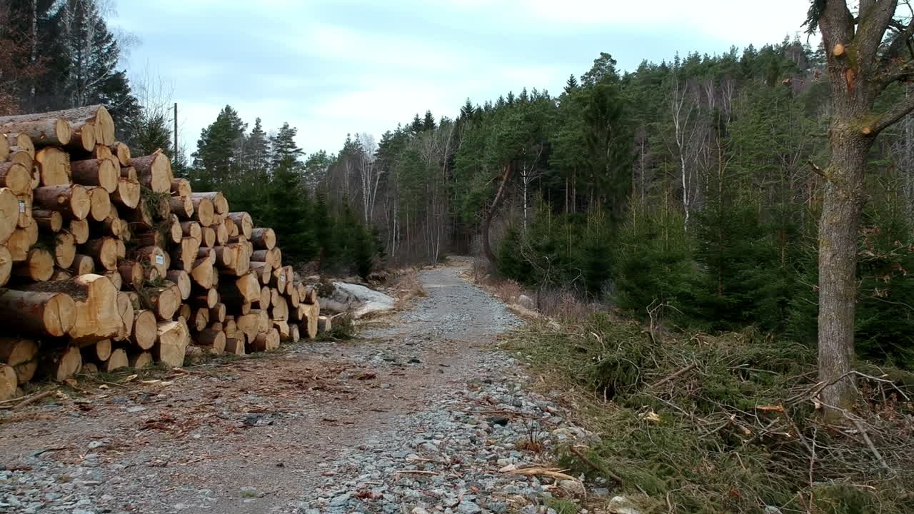 Camera moving slowly neaby a pile of trees in the Swedish forest. Rainy, moody springtime in Sweden