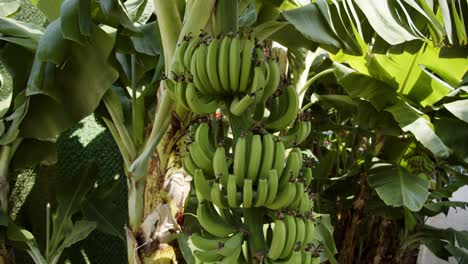 manojo de plátanos que crecen en palmeras en un día soleado, vista de mano