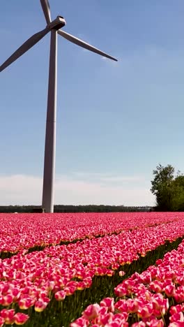 windmill and pink tulip fields