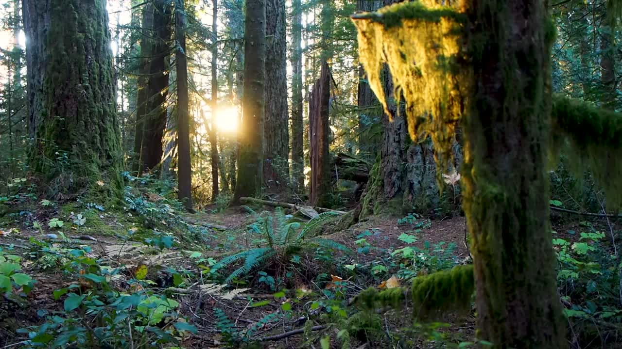 en la selva tropical de bc al atardecer
