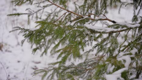 cropped shot of hand shaking snow from tree branch in winter forest