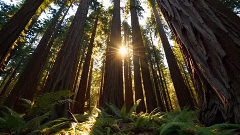 sunlight shining through a majestic redwood forest