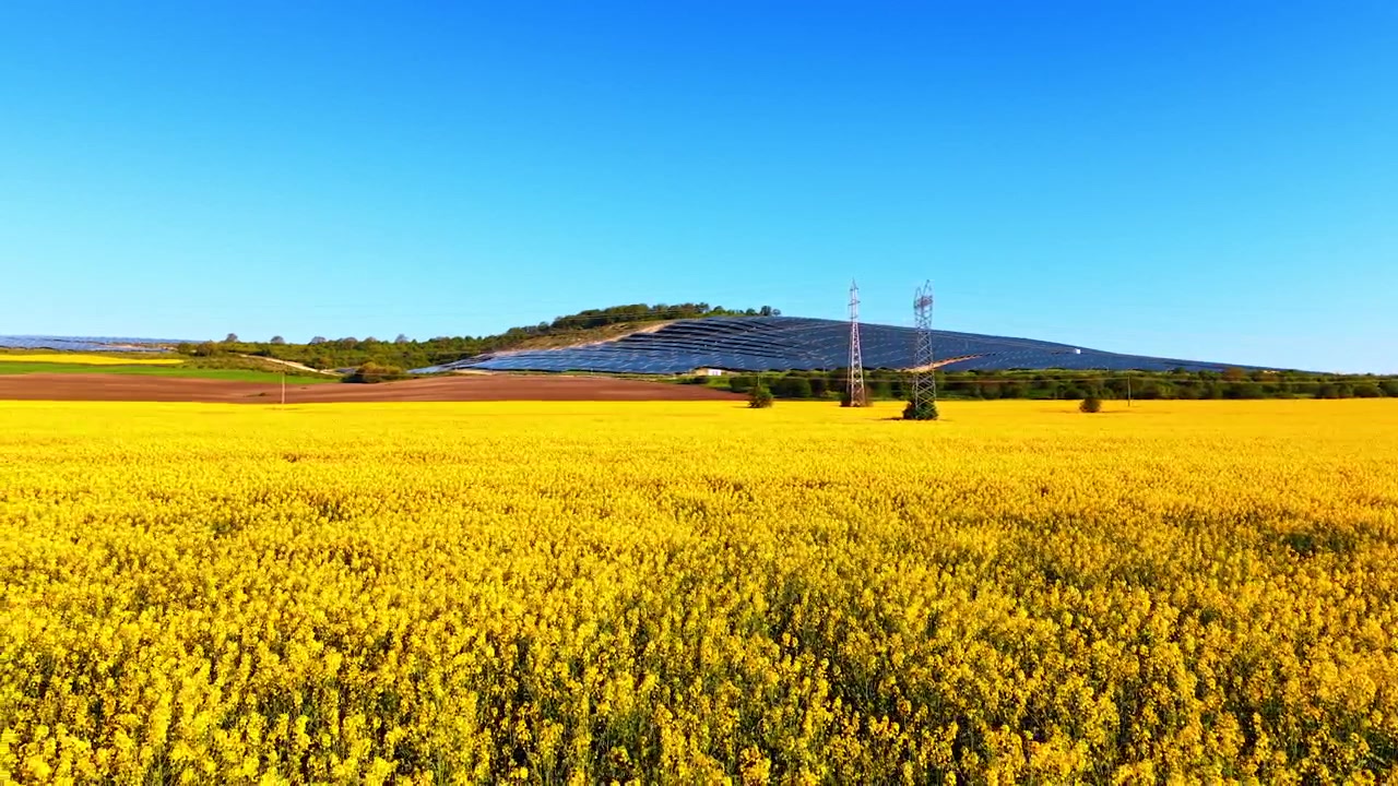 広大な黄色い菜の花畑の奥の丘にソーラーファーム。地上からの眺めでは、咲き誇る菜の花が画面いっぱいに広がり、丘の上には黒いパネルと鉄塔が見える。