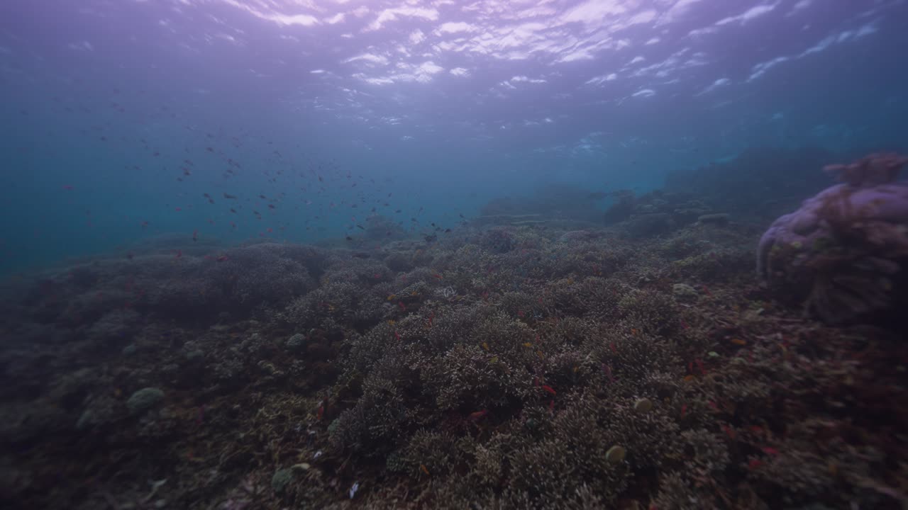 Underwater shot showing the depth of the ocean and a coral reef as sunlight peeks through the surface of the moving water