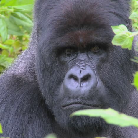 Ein-Klassischer-Schuss-Eines-Berggorillas-In-Den-Vulkanischen-Bergen-Von-Ruanda