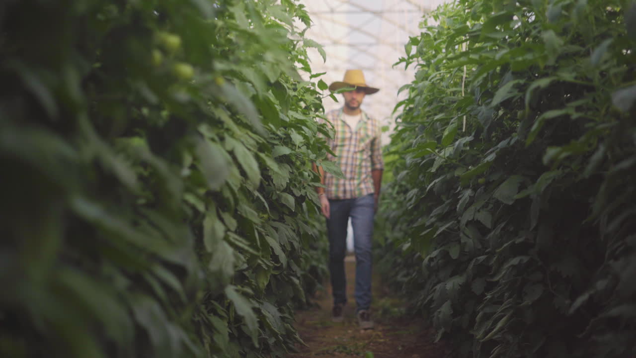 Farmer inspecting tomato plants in a greenhouse