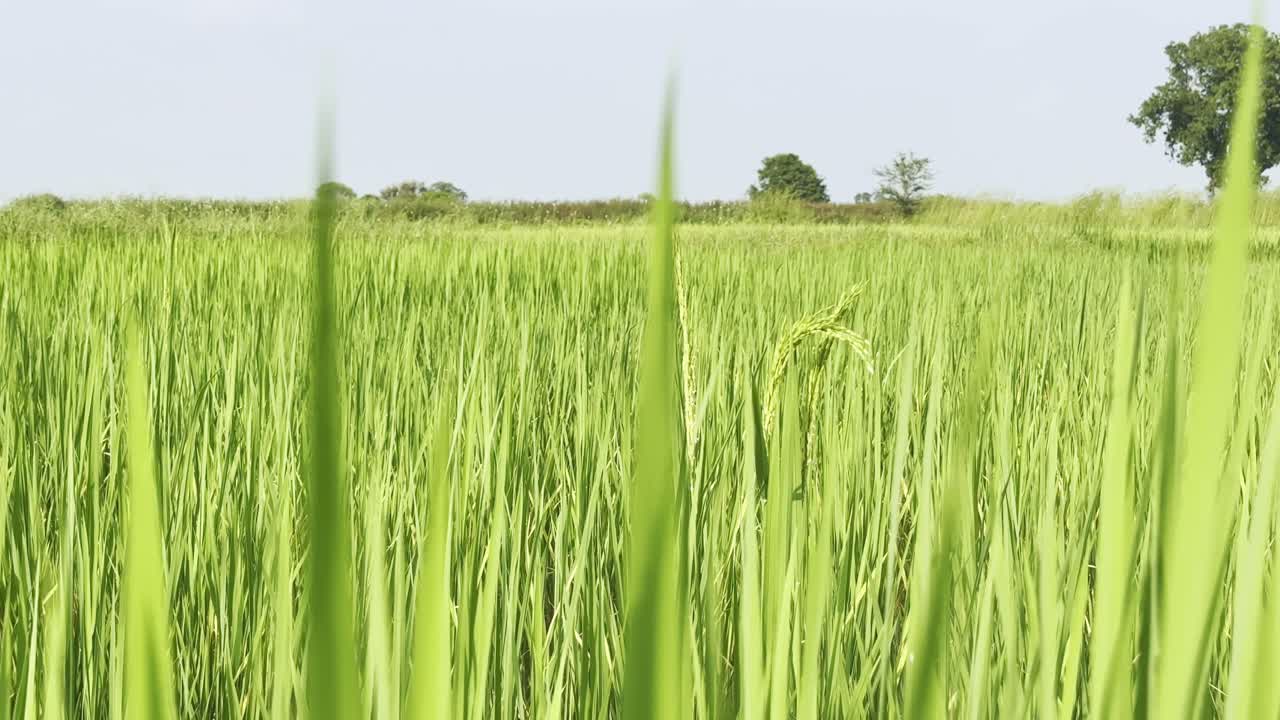 Detailed close-up of lush green paddy (Oryza sativa) plants growing in an agricultural field under clear daylight