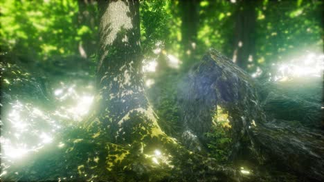 sun light in the green forest