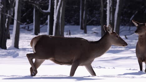 Elk-Camina-A-Través-De-La-Nieve-Fresca-Slomo-Bonita-Nieve-Cayendo