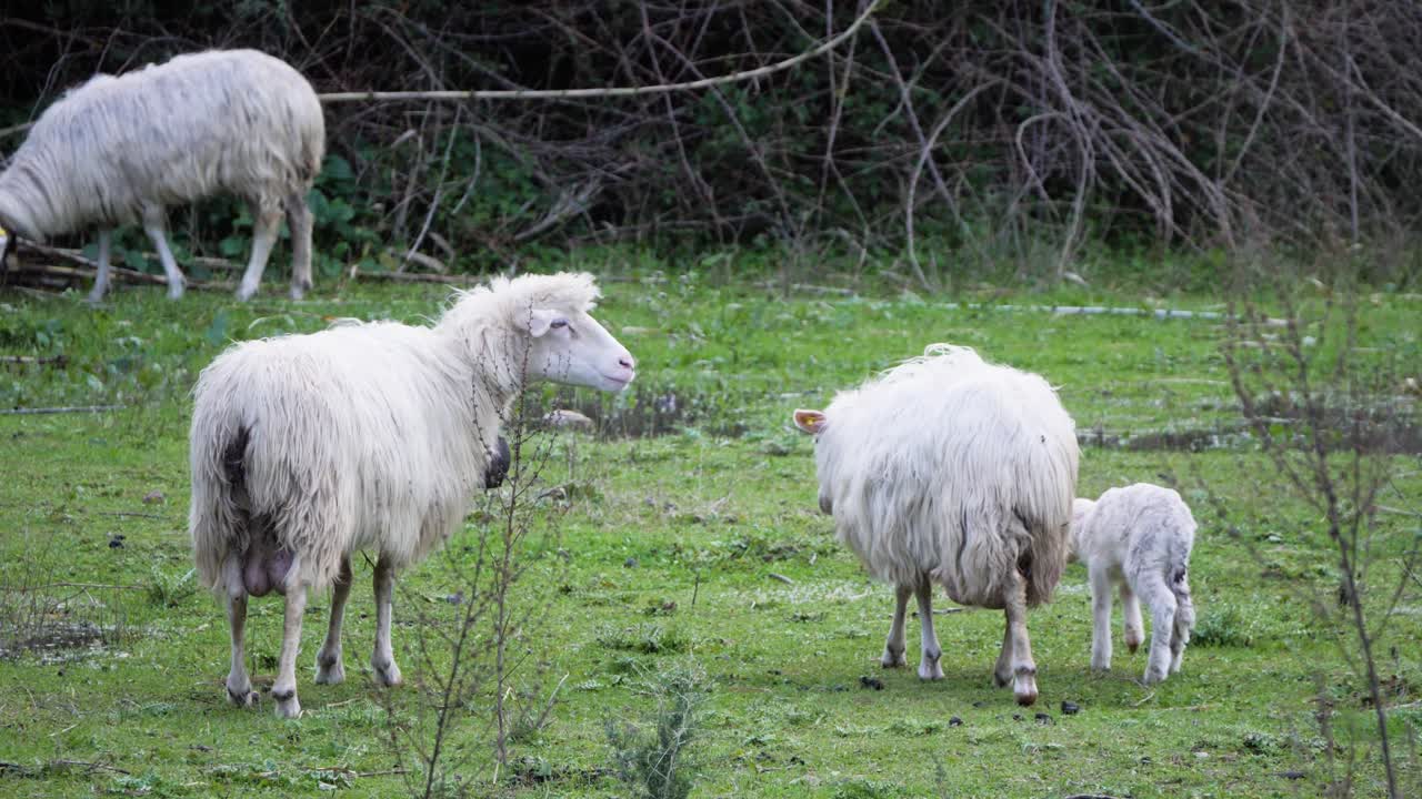 toma en cámara lenta de oveja llamando y esperando a su bebé mientras otra madre oveja y cordero pasan junto a ella en cerdeña, italia