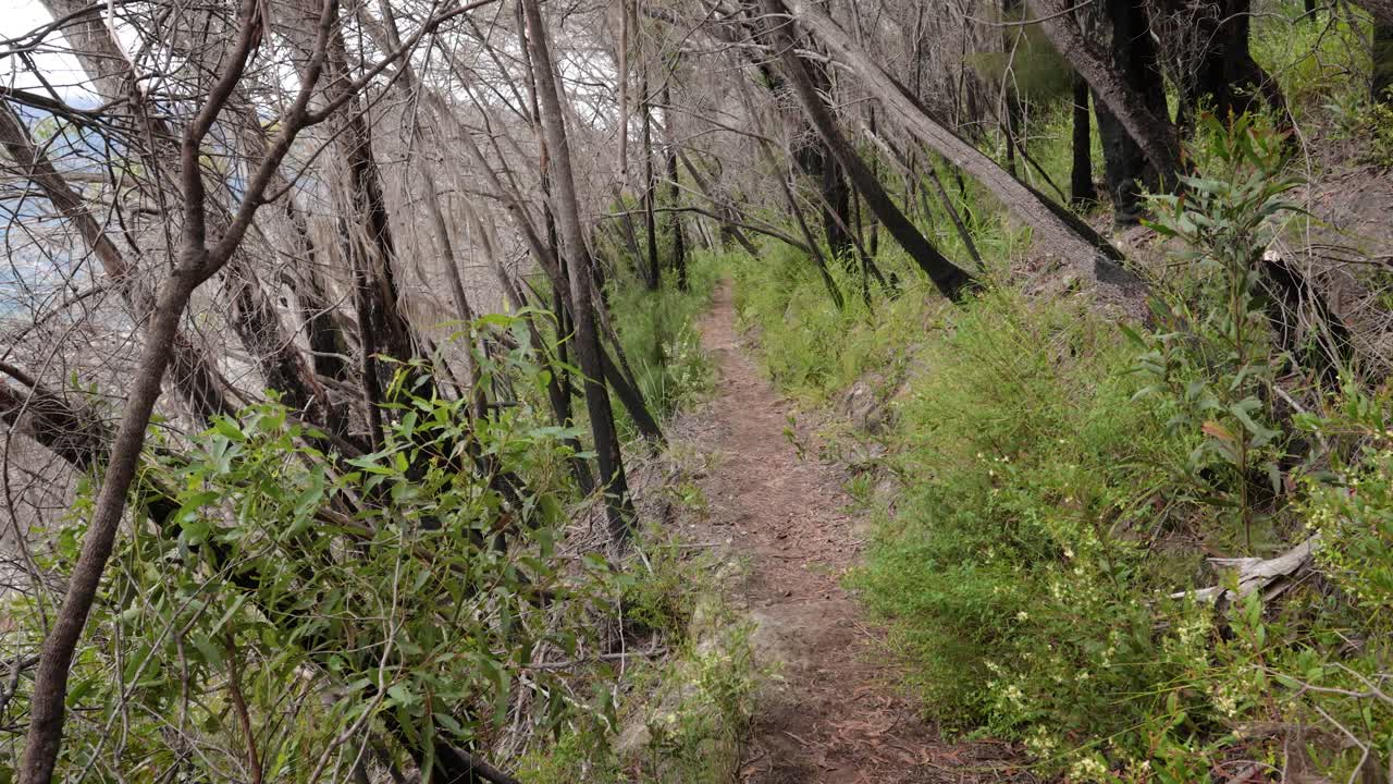 Handheld Footage of burnt trees along the Dave's Creek Circuit walk in Lamington National Park, Gold Coast Hinterland, Australia