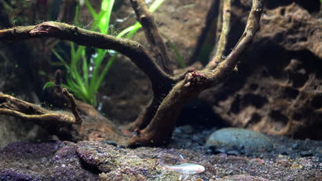 peces tropicales nadan en un arroyo de agua dulce