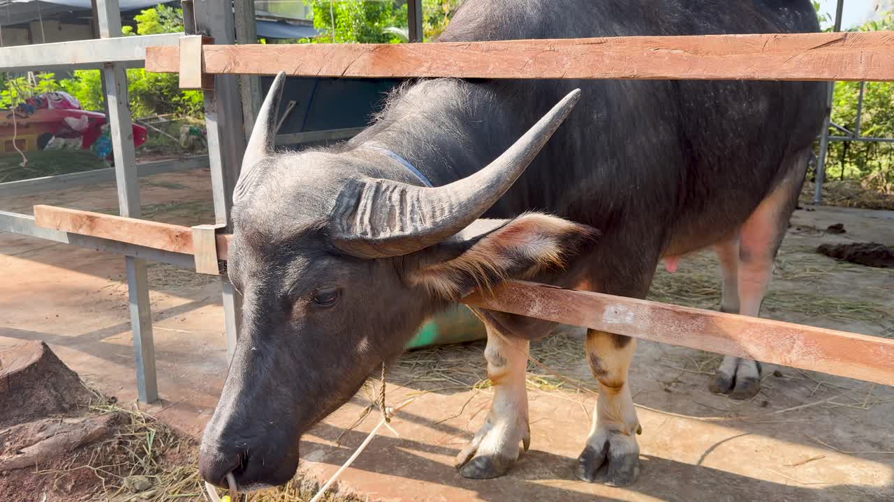 A person gently pets a water buffalo's head through a wooden fence in bright daylight
