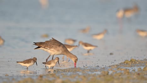 godwit wandering for food in the muddy marsh land at low tide - bahrain