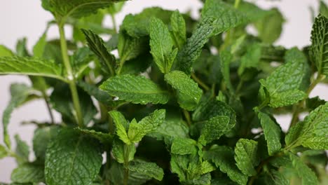 macro view of water drops on mint leaves