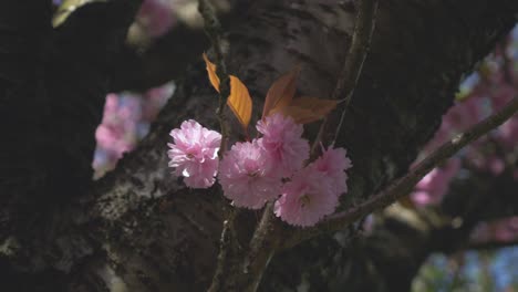 Cherry-blossom-Sakura-cherry-tree-Vancouver-Cherry-Blossom-Festival