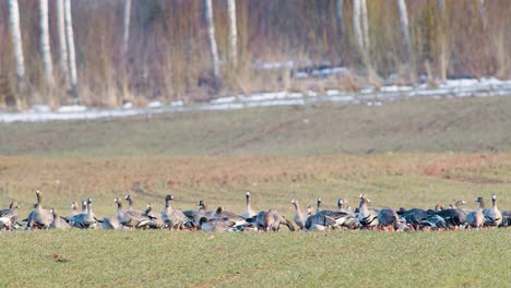 Una-Gran-Bandada-De-Gansos-Albifrones-De-Frente-Blanca-En-El-Campo-De-Trigo-De-Invierno-Durante-La-Migración-De-Primavera