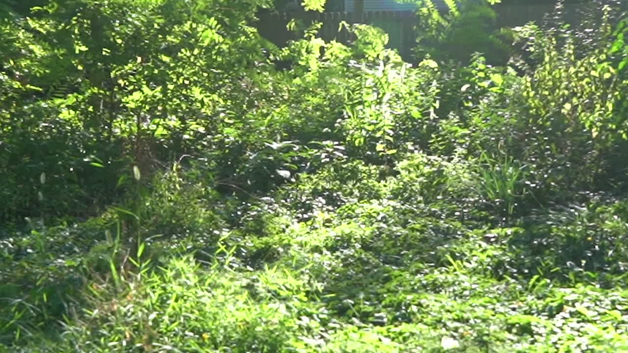 imágenes abstractas de naturaleza verde fuera