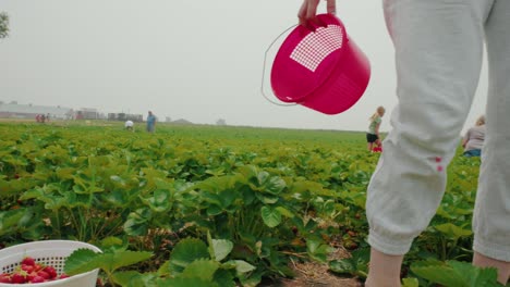 Manos-Femeninas-Dejando-Caer-Fresas-De-Un-Balde-Rojo-A-Un-Balde-Blanco-En-Un-Campo-Agrícola